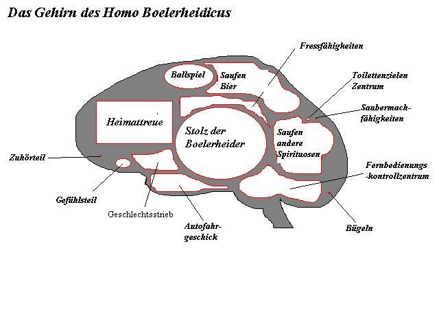 Gehirn - MALE
